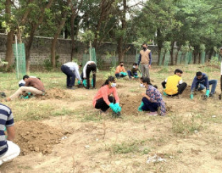 Tree Plantation