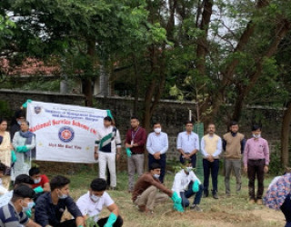 Tree Plantation